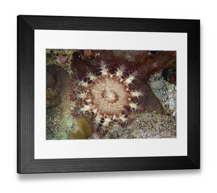 Framed Print : Crown-of-thorns starfish (Acanthaster planci)