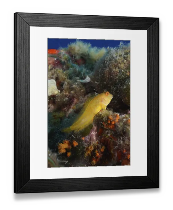 Framed Print : Variable blenny (Parablennius pilicornis) in the Mediterranean Sea near Hyeres