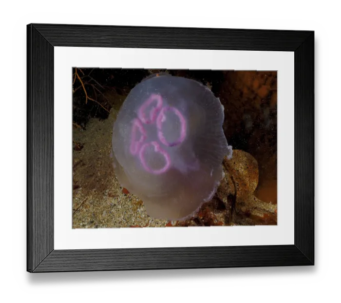 Framed Print : Common jellyfish (Aurelia aurita)