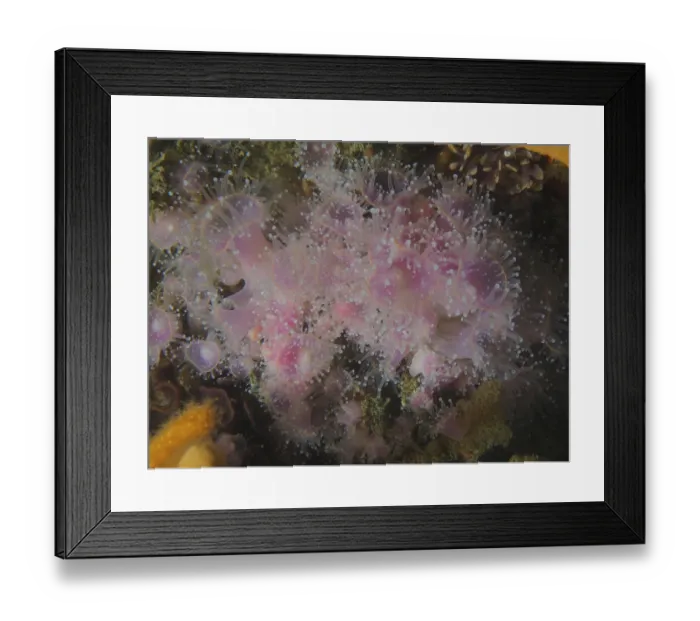 Framed Print : Strawberry anemone (Corynactis annulata) Framed Print : Strawberry anemone (Corynactis annulata)