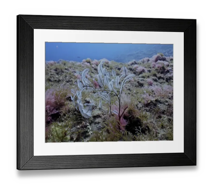 Framed Print : Philippine fern (Macrorhynchia philippina)