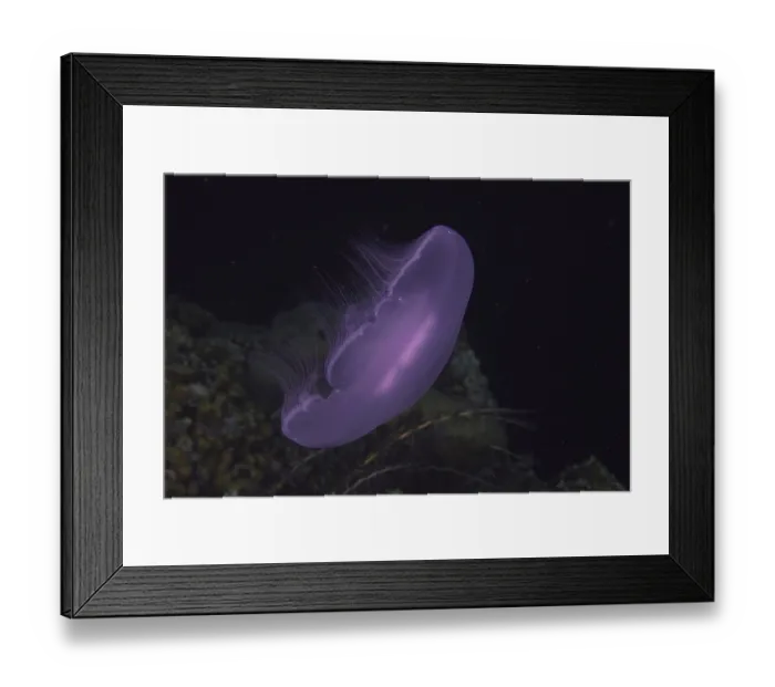 Framed Print : Common jellyfish (Aurelia aurita) at night