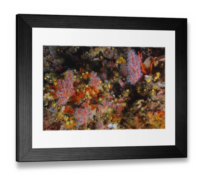 Framed Print : Red coral (Corallium rubrum) in the Mediterranean near Hyeres