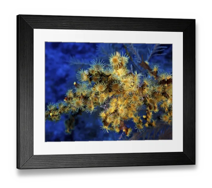 Framed Print : Yellow cluster anemone (Parazoanthus axinellae) Framed Print : Yellow cluster anemone (Parazoanthus axinellae)