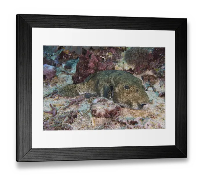 Framed Print : A camouflaged giant pufferfish (Arothron stellatus) lies on a colourful seabed