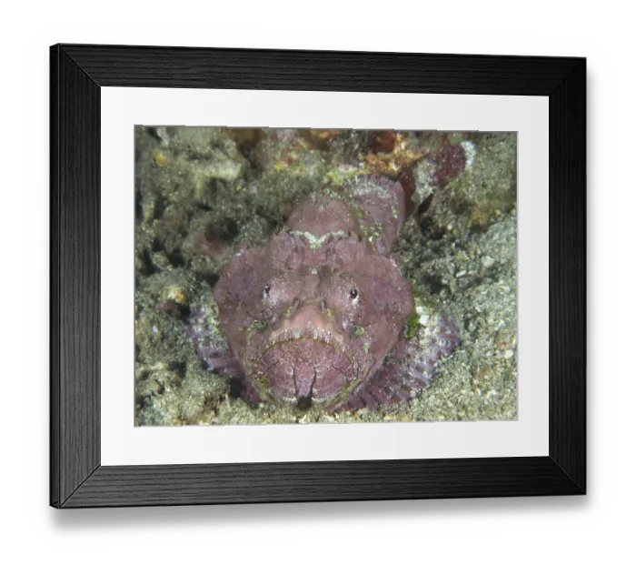 Framed Print : A humpback scorpionfish (Scorpaenopsis diabolus) lying on a rocky seabed