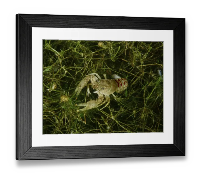 Framed Print : A crayfish (Faxonius limosus), American crayfish