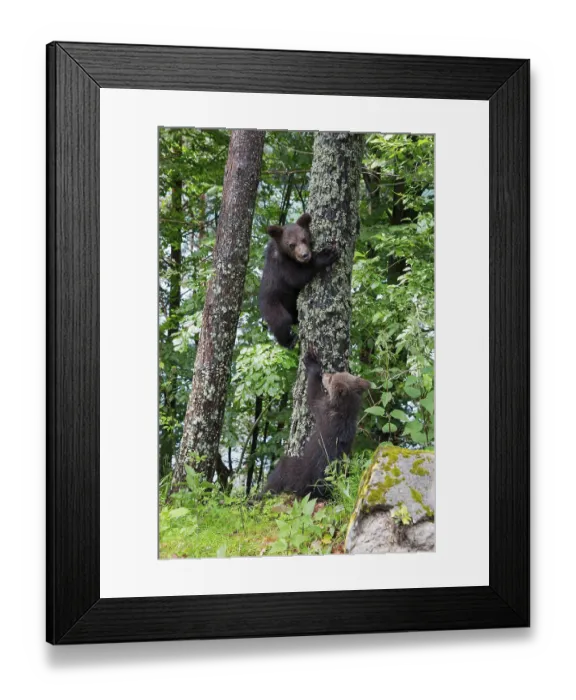 Framed Print : European brown bear (Ursus arctos arctos)