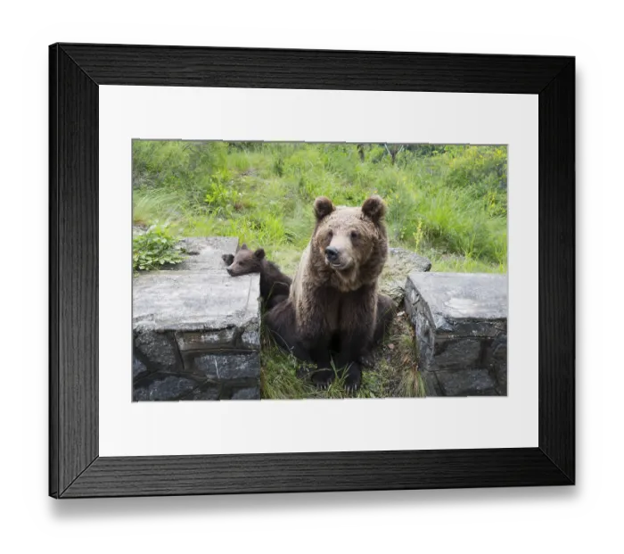 Framed Print : A large brown bear rests relaxed on a stone wall surrounded by green vegetation