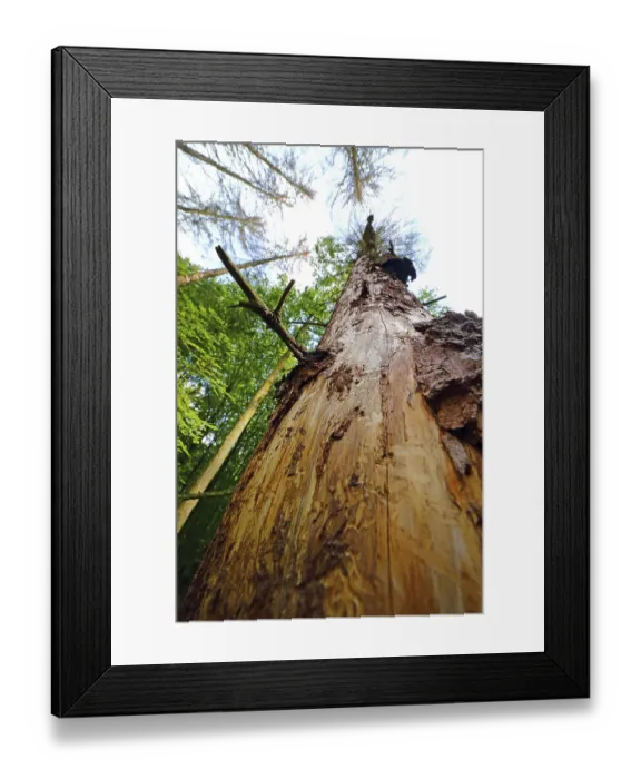 Framed Print : Forest dieback due to bark beetles and drought