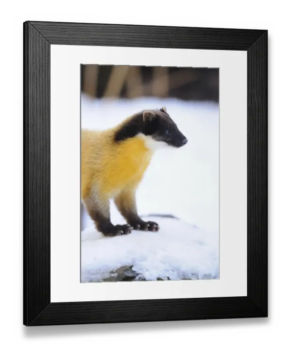Framed Print : Yellow-throated Marten (Martes flavigula) in the snow