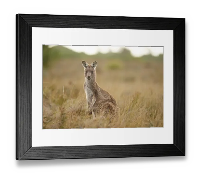 Framed Print : Eastern grey kangaroo (Macropus giganteus) Framed Print : Eastern grey kangaroo (Macropus giganteus)