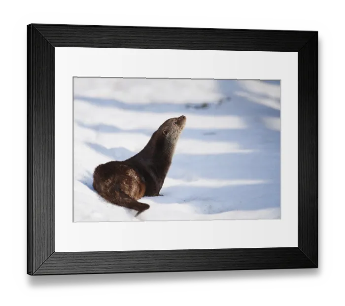 Framed Print : Eurasian otter (Lutra lutra) in snow