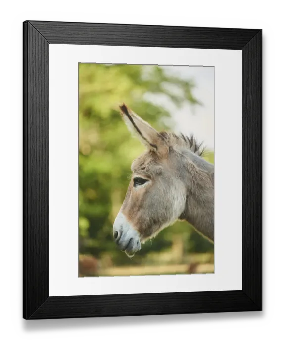 Framed Print : African wild ass (Equus africanus asinus) Framed Print : African wild ass (Equus africanus asinus)