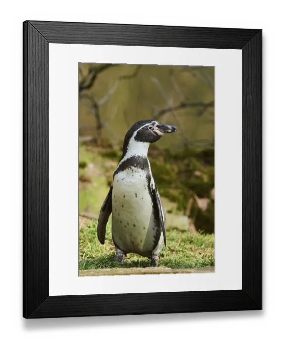 Framed Print : Humboldt penguin (Spheniscus humboldti) on grass