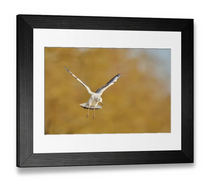 Framed Print : Black-headed gull (Chroicocephalus ridibundus) flying Framed Print : Black-headed gull (Chroicocephalus ridibundus) flying