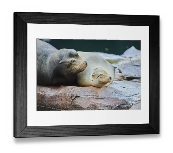 Framed Print : Harbor seal (Phoca vitulina) male and female lying on a rock