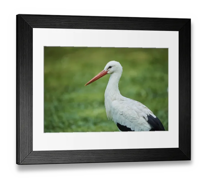 Framed Print : White stork (Ciconia ciconia) portrait
