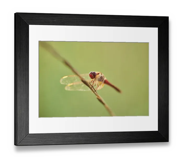 Framed Print : Red-veined darter (Sympetrum fonscolombii) or nomad sitting on a blade of grass Framed Print : Red-veined darter (Sympetrum fonscolombii) or nomad sitting on a blade of grass