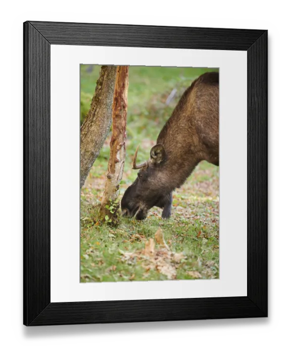 Framed Print : Elk (Alces alces), portrait, Bavaria Framed Print : Elk (Alces alces), portrait, Bavaria