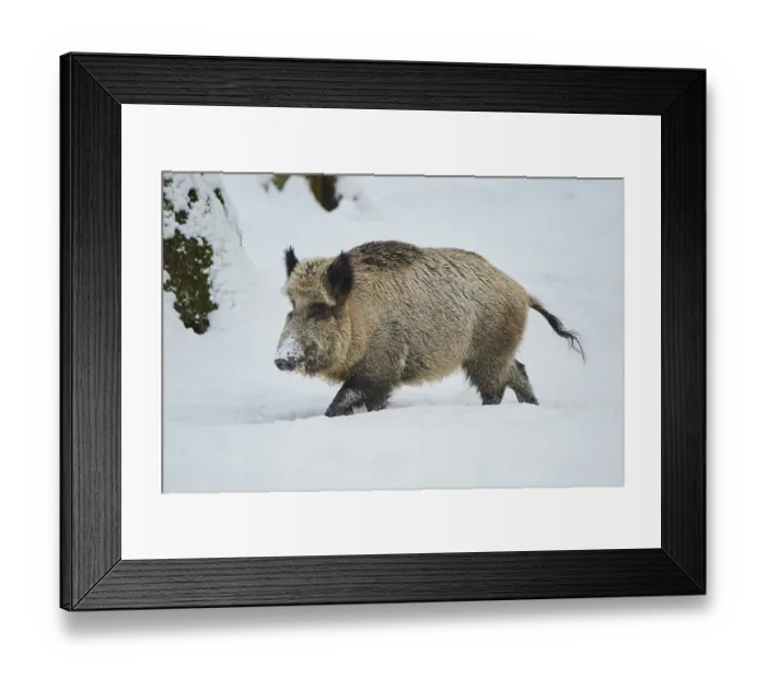 Framed Print : Wild boar (Sus scrofa) in a snowy forest in winter