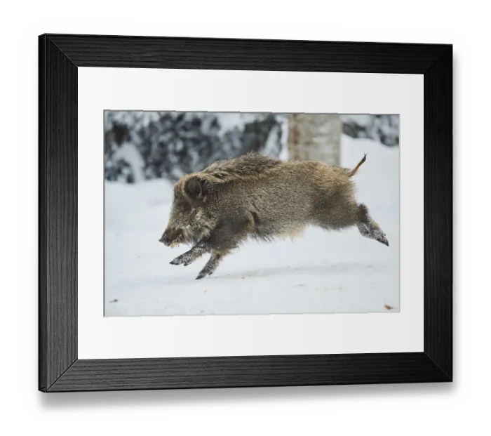Framed Print : Wild boar (Sus scrofa) in a snowy forest in winter