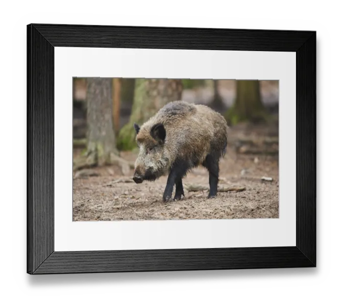 Framed Print : Wild boar (Sus scrofa) in a forest