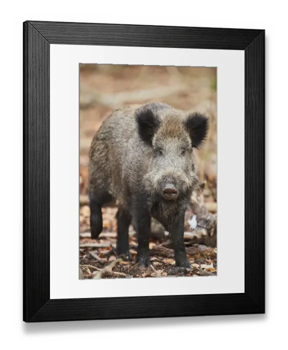 Framed Print : Wild boar (Sus scrofa) in a forest