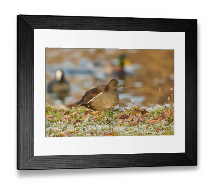 Framed Print : Common moorhen (Gallinula chloropus) on a meadow Framed Print : Common moorhen (Gallinula chloropus) on a meadow