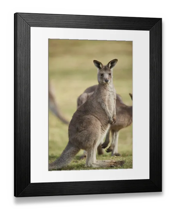 Framed Print : Eastern grey kangaroo (Macropus giganteus) on a meadow Framed Print : Eastern grey kangaroo (Macropus giganteus) on a meadow