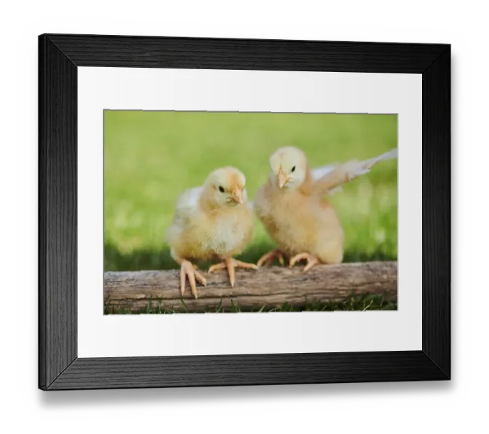 Framed Print : Chicken (Gallus domesticus) chicks on wood in a meadow Framed Print : Chicken (Gallus domesticus) chicks on wood in a meadow
