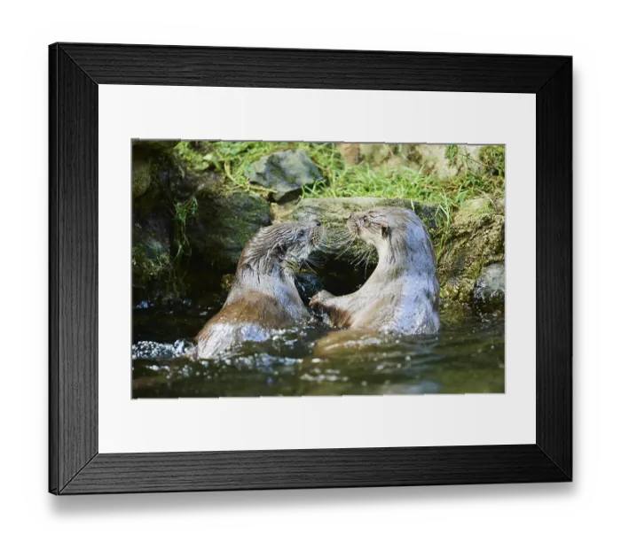 Framed Print : Eurasian otter (Lutra lutra), playing with each other in the water