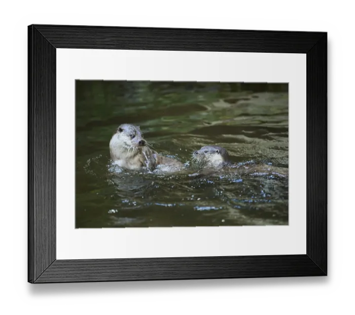 Framed Print : Eurasian otter (Lutra lutra), playing with each other in the water