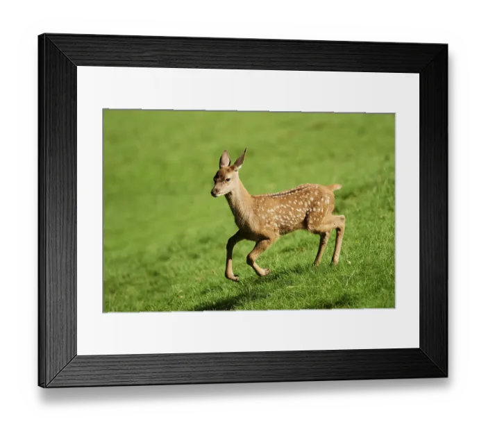 Framed Print : Red deer (Cervus elaphus) youngster (calf) running over a meadow