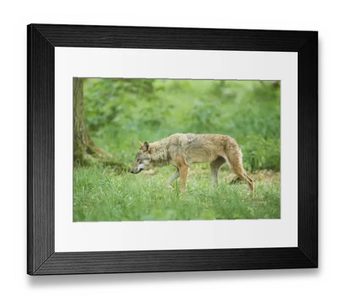 Framed Print : Eurasian wolf (Canis lupus lupus) walking through a forest Framed Print : Eurasian wolf (Canis lupus lupus) walking through a forest