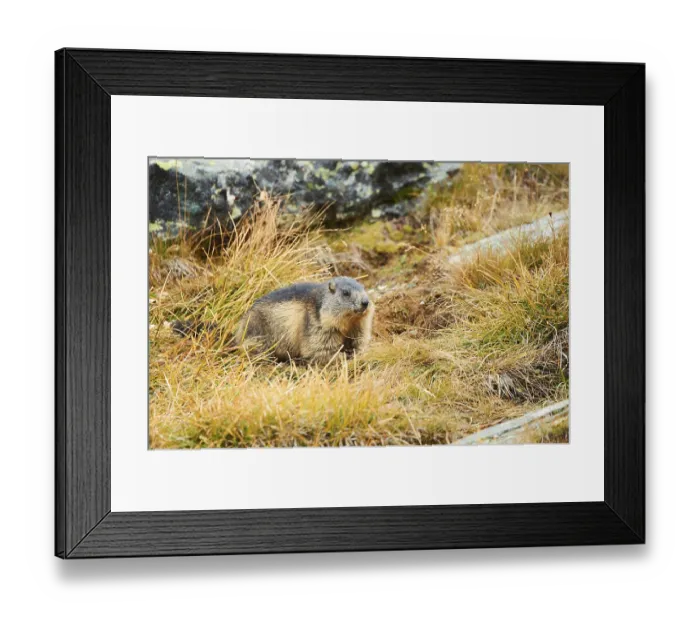 Framed Print : Alpine marmot (Marmota marmota) in late autumn