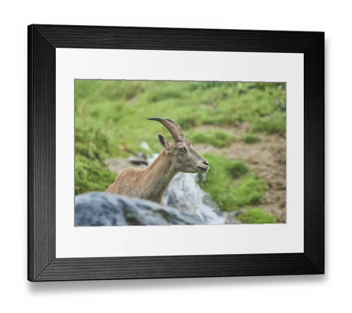 Framed Print : Alpine ibex (Capra ibex) female in the wildlife Park Aurach near Kitzbuehl
