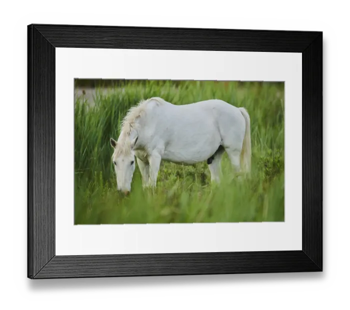 Framed Print : Camargue horse, standing on a meadow