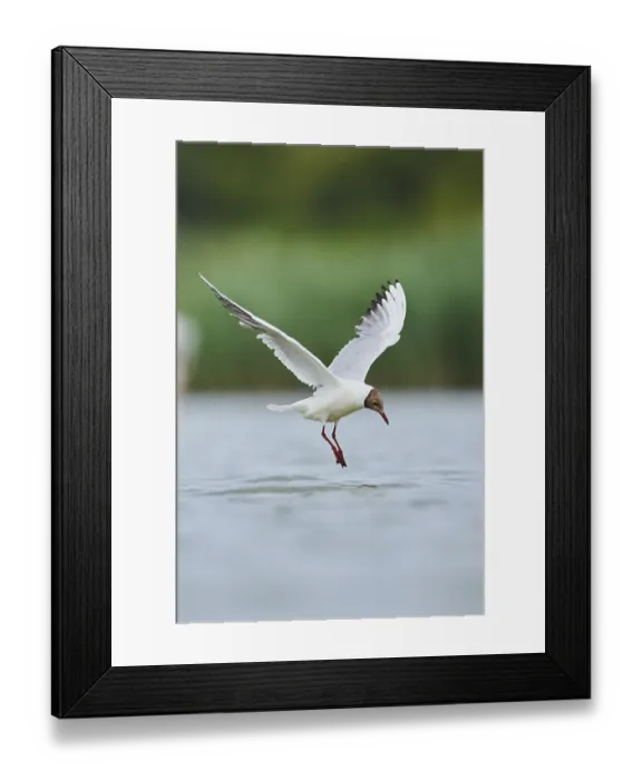 Framed Print : Black-headed gull (Chroicocephalus ridibundus) flying above the water