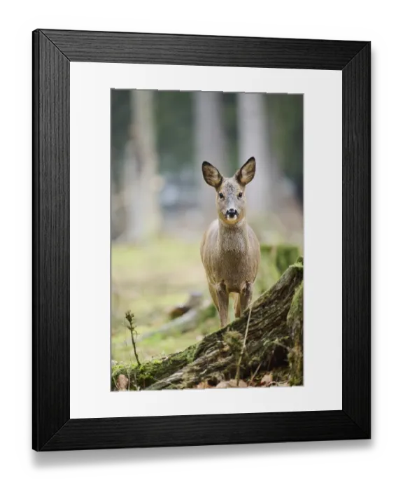 Framed Print : Roe deer (Capreolus capreolus) doe in a forest