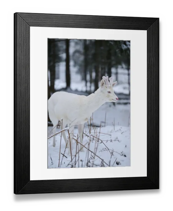 Framed Print : Roe deer (Capreolus capreolus) in the forest in winter