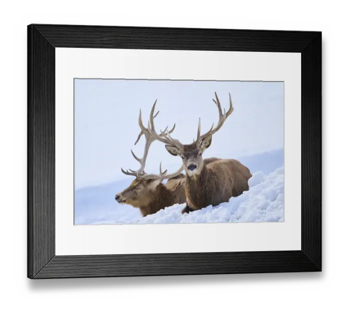 Framed Print : Red deer (Cervus elaphus) stags on a snowy meadow in the mountains in tirol Framed Print : Red deer (Cervus elaphus) stags on a snowy meadow in the mountains in tirol