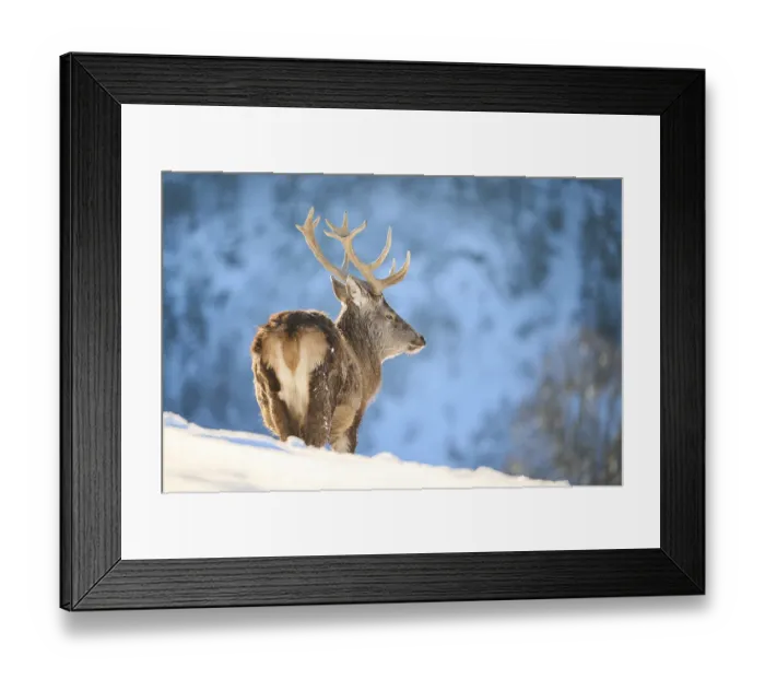 Framed Print : Red deer (Cervus elaphus) stag on a snowy meadow in the mountains in tirol Framed Print : Red deer (Cervus elaphus) stag on a snowy meadow in the mountains in tirol