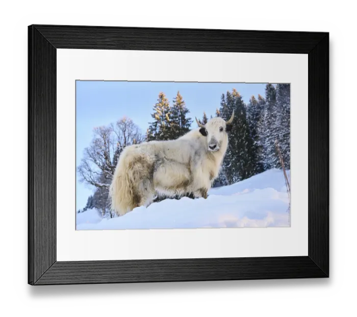 Framed Print : Domestic yak (Bos grunniens) on a snowy meadow in the mountains in tirol