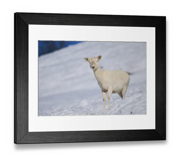 Framed Print : European fallow deer (Dama dama) doe on a snowy meadow in the mountains in tirol