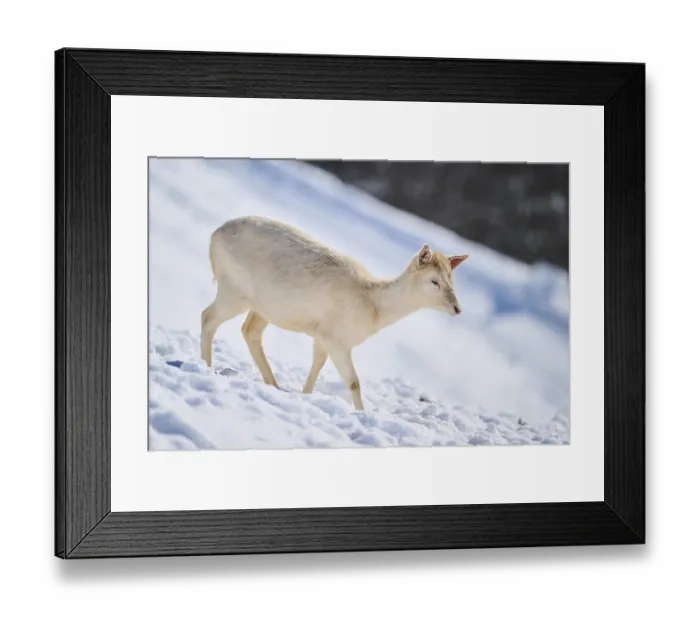 Framed Print : European fallow deer (Dama dama) doe on a snowy meadow in the mountains in tirol Framed Print : European fallow deer (Dama dama) doe on a snowy meadow in the mountains in tirol