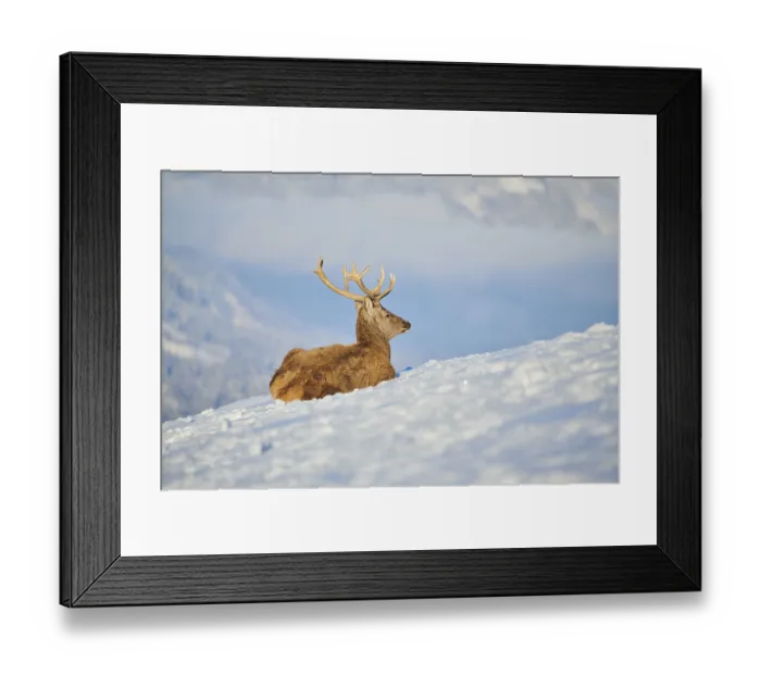 Framed Print : Red deer (Cervus elaphus) stag on a snowy meadow in the mountains in tirol