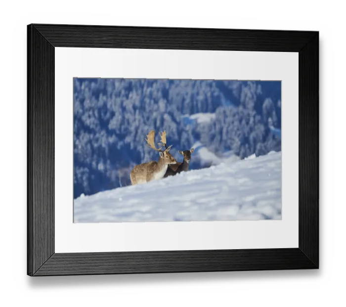 Framed Print : European fallow deer (Dama dama) buck on a snowy meadow in the mountains in tirol