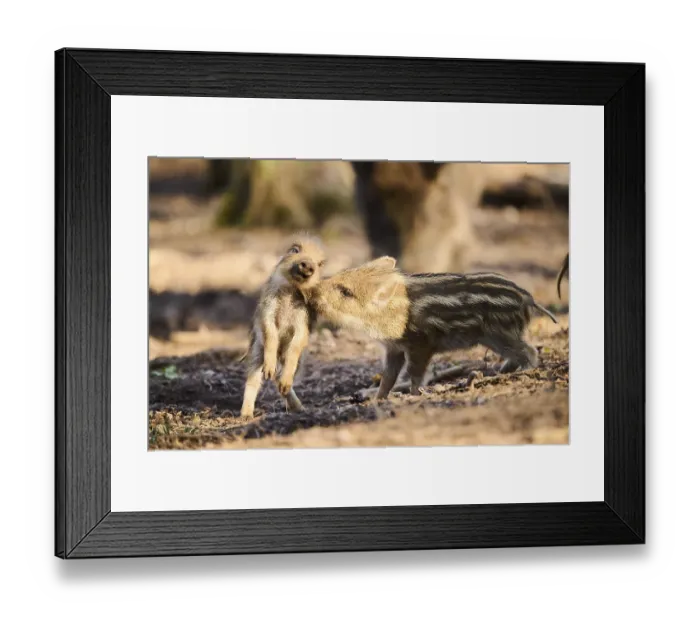 Framed Print : Wild boar (Sus scrofa) squeakers playing in a forest
