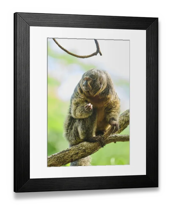 Framed Print : White-faced saki (Pithecia pithecia) Framed Print : White-faced saki (Pithecia pithecia)